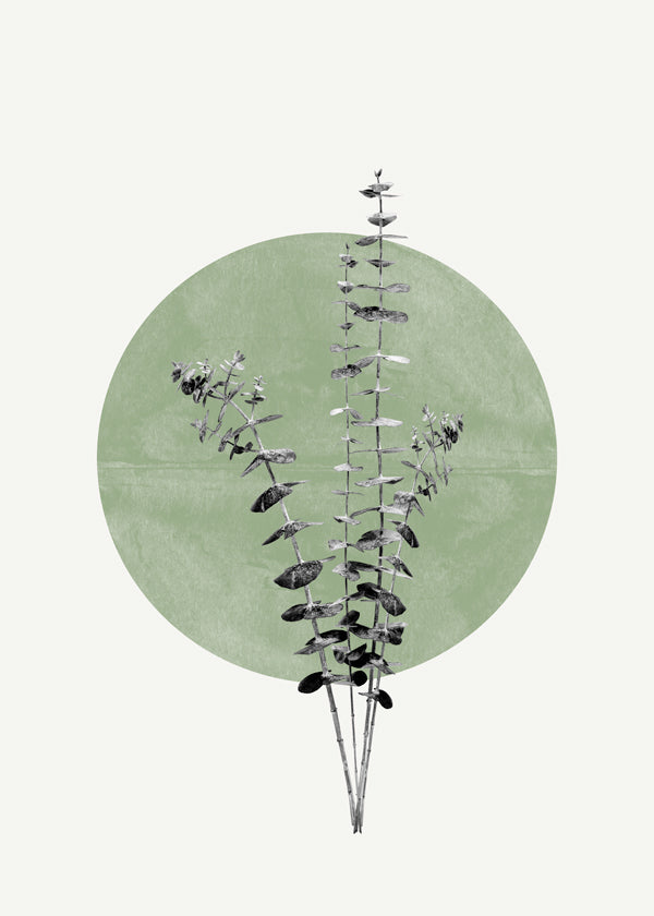 Rynx | Eucalyptus and Green Moon - THE MIUUS STUDIO
