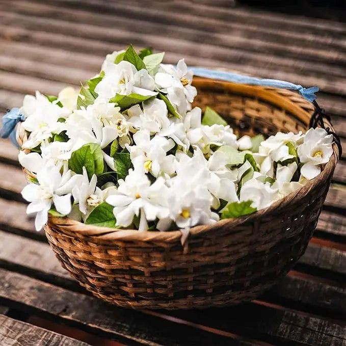 Rynx | 100 jasmine seeds for fragrant, evergreen climbing plants