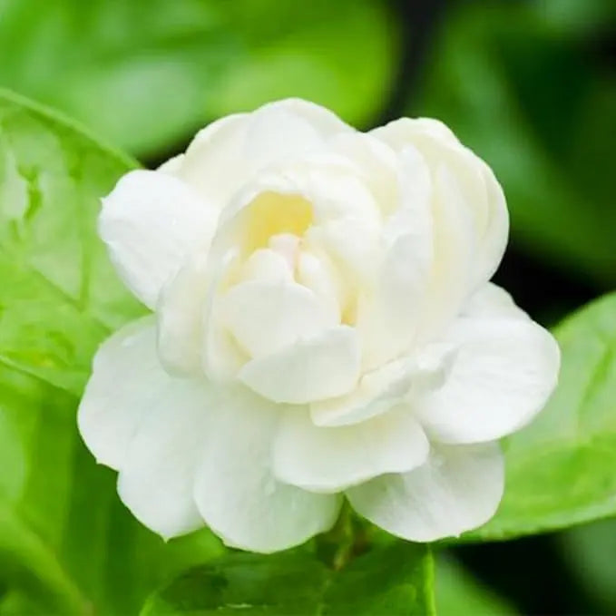 Rynx | 100 jasmine seeds for fragrant, evergreen climbing plants