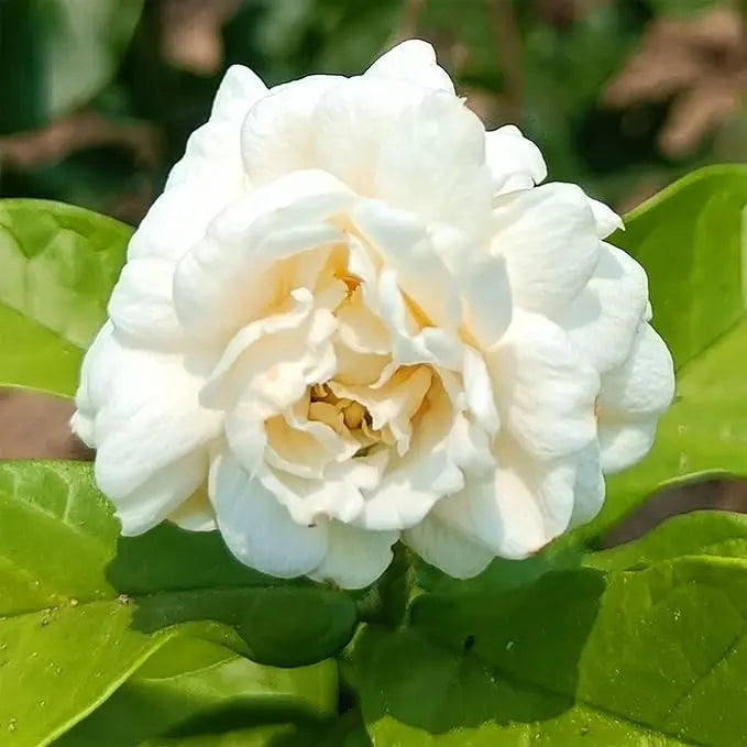 Rynx | 100 jasmine seeds for fragrant, evergreen climbing plants