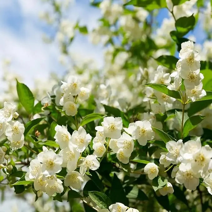 Rynx | 100 jasmine seeds for fragrant, evergreen climbing plants