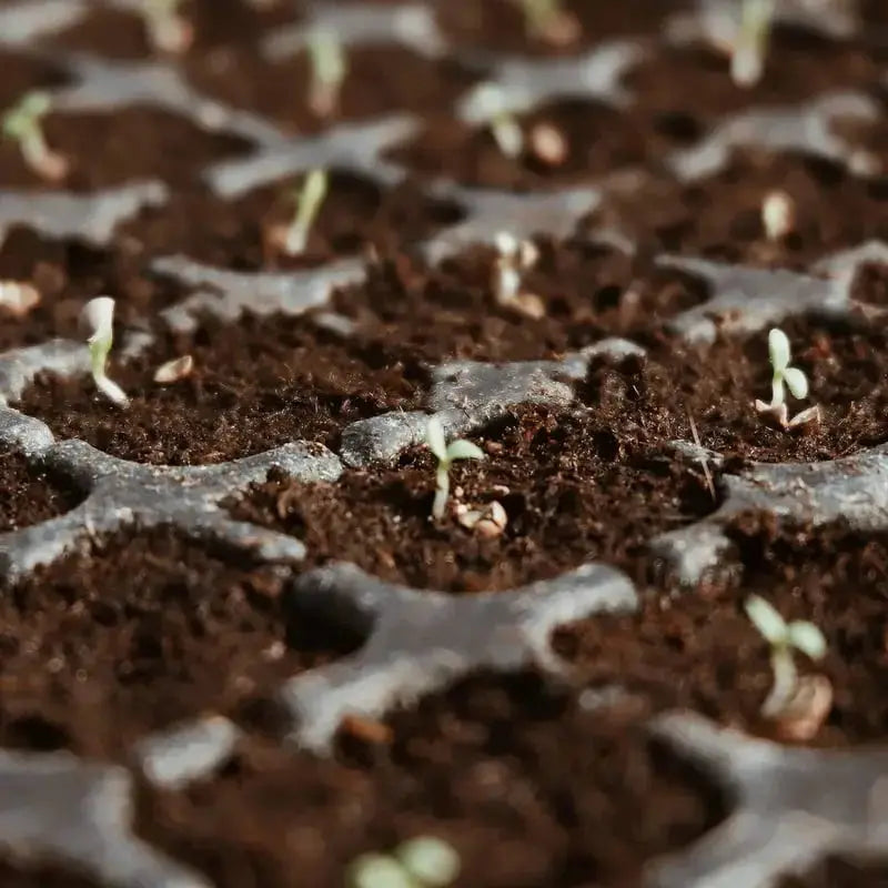 Rynx | Premium Organic Coconut Soil Brick – Promote Natural Plant Growth