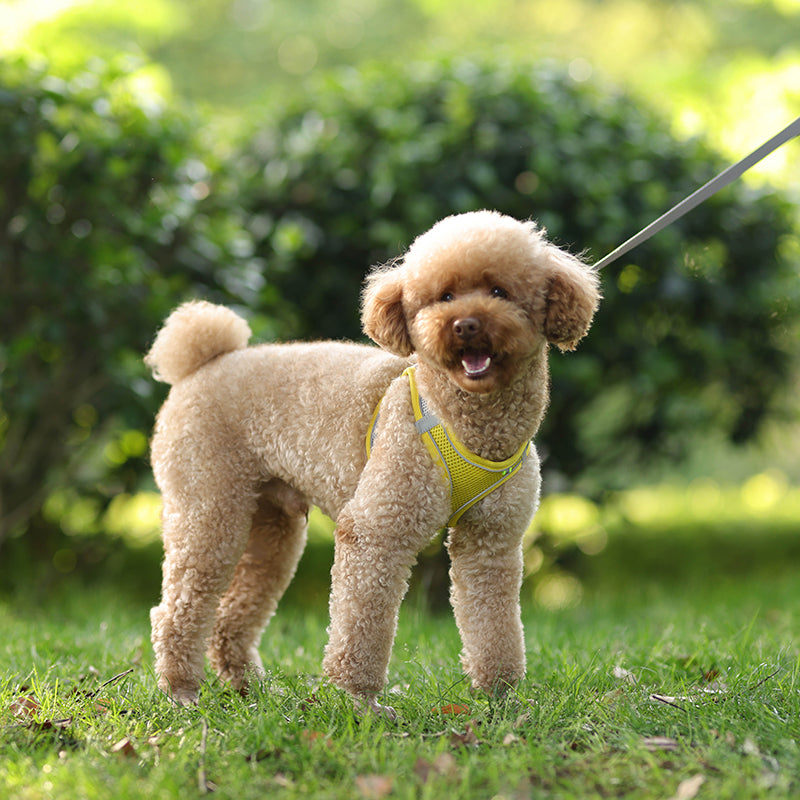 Rynx | Adjustable Summer Mesh Harness and Leash Set for Small Dogs and Cats