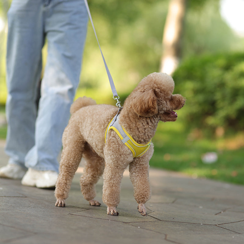 Rynx | Adjustable Summer Mesh Harness and Leash Set for Small Dogs and Cats