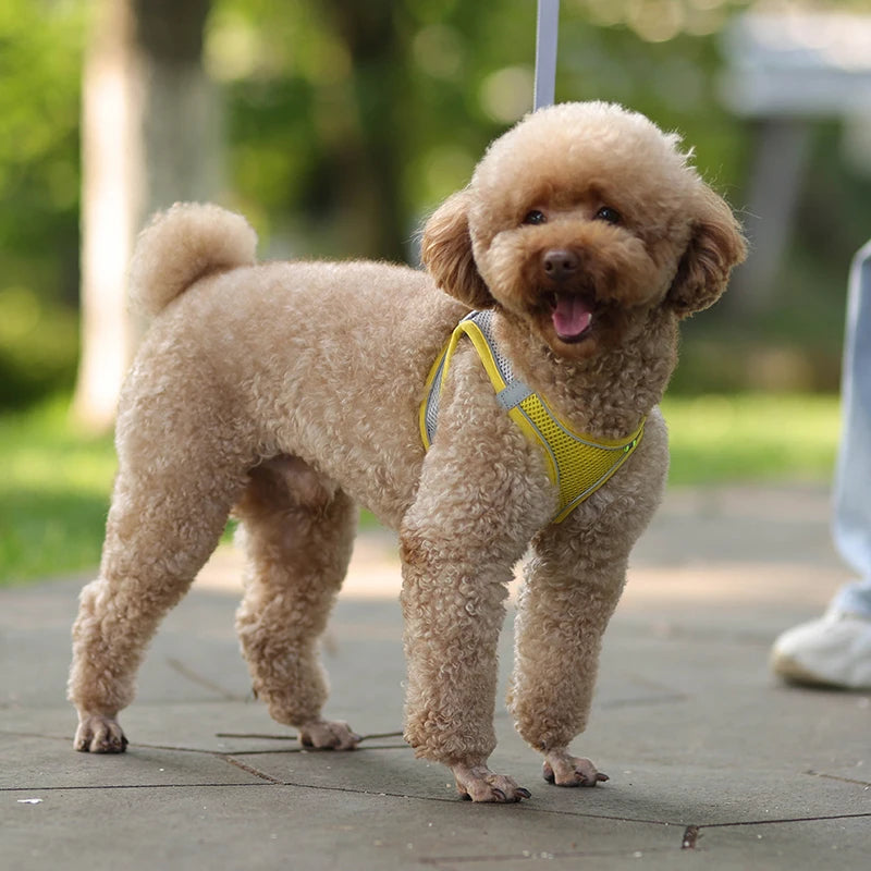 Rynx | Adjustable Summer Mesh Harness and Leash Set for Small Dogs and Cats