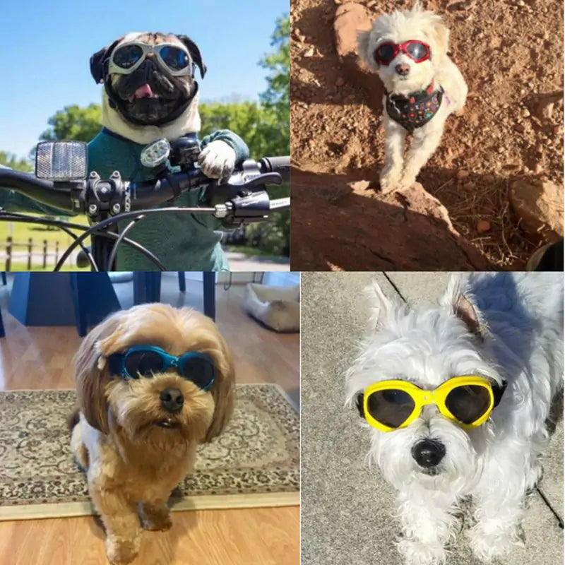 Rynx | Dog Sunglasses