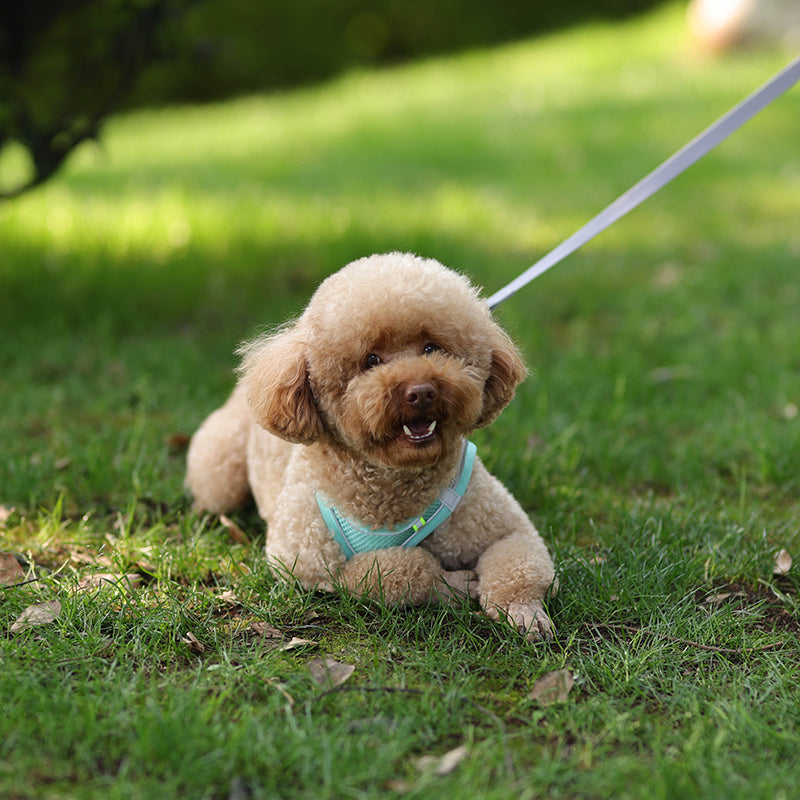 Rynx | Adjustable Summer Mesh Harness and Leash Set for Small Dogs and Cats