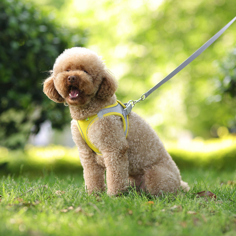 Rynx | Adjustable Summer Mesh Harness and Leash Set for Small Dogs and Cats