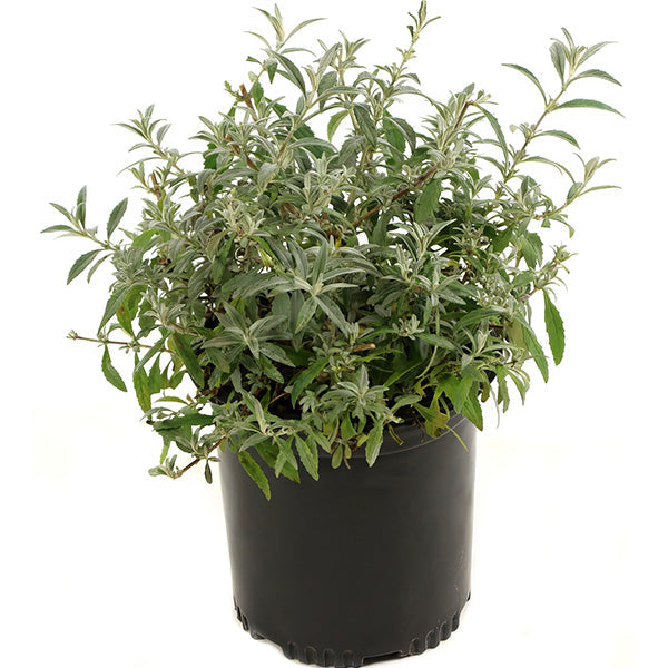 Rynx | Buddleia Black Knight