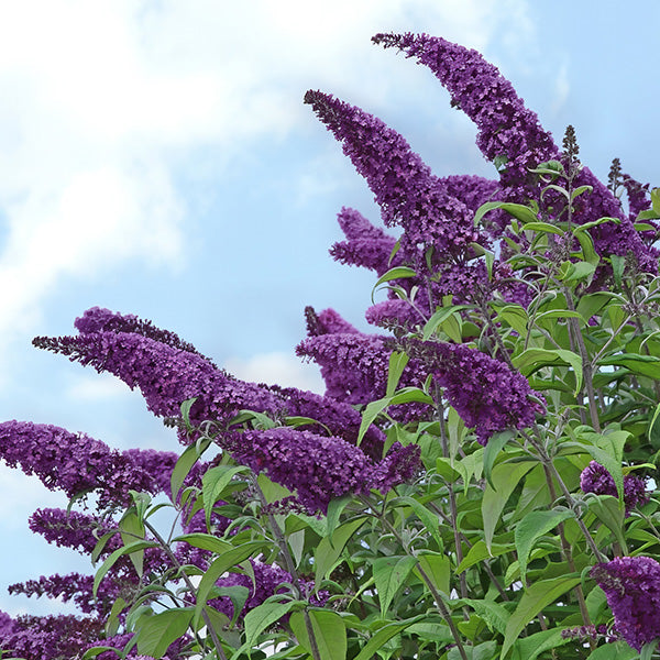 Rynx | Buddleia Black Knight