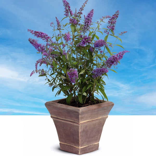 Rynx | Buddleia Black Knight