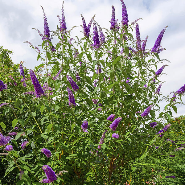 Rynx | Buddleia Black Knight
