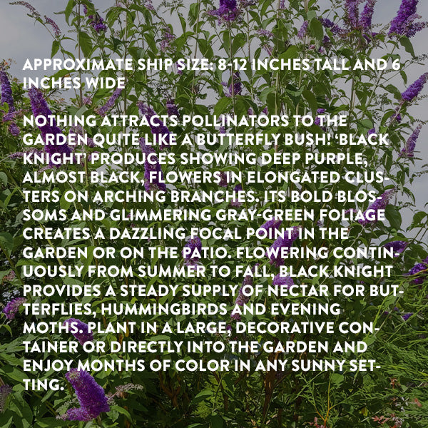 Rynx | Buddleia Black Knight