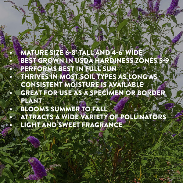 Rynx | Buddleia Black Knight