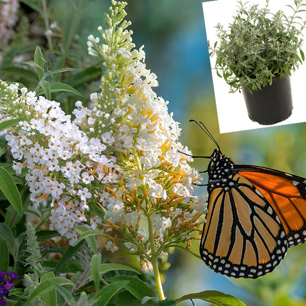 Rynx | Buddleia White Profusion