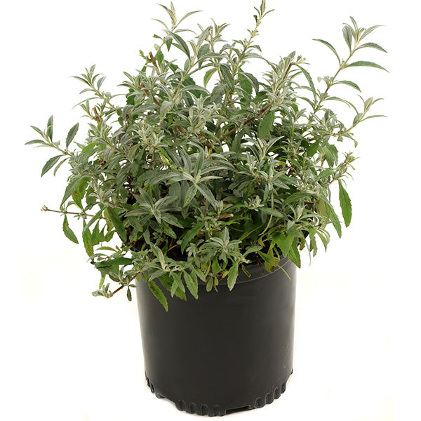 Rynx | Buddleia White Profusion