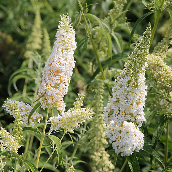 Rynx | Buddleia White Profusion