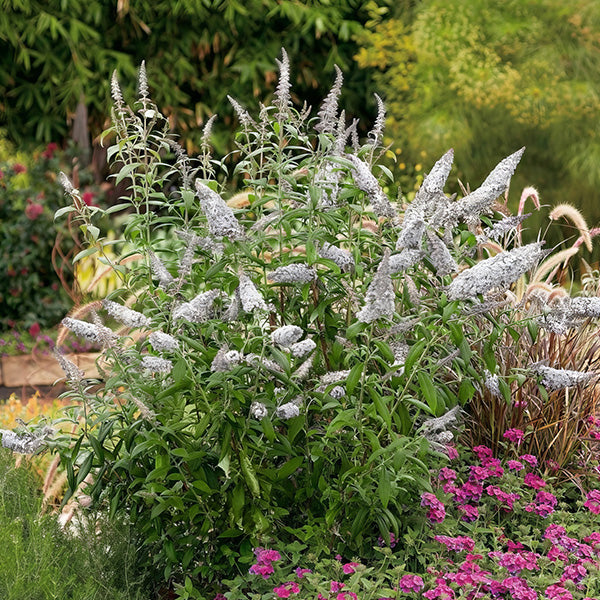 Rynx | Buddleia White Profusion