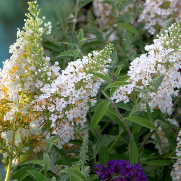 Rynx | Buddleia White Profusion