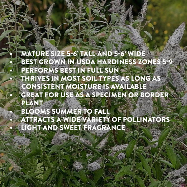 Rynx | Buddleia White Profusion