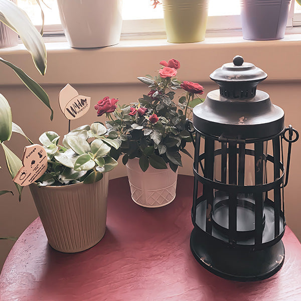 Rynx | Curtis Island Lantern