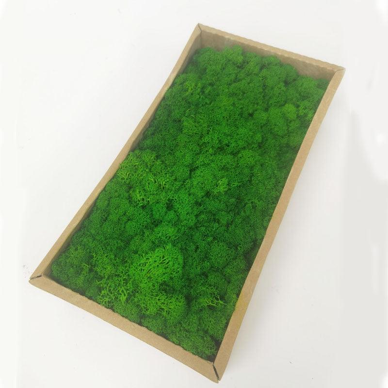 Rynx | Lush Green Moss Wall Art: The Timeless Beauty of Nature