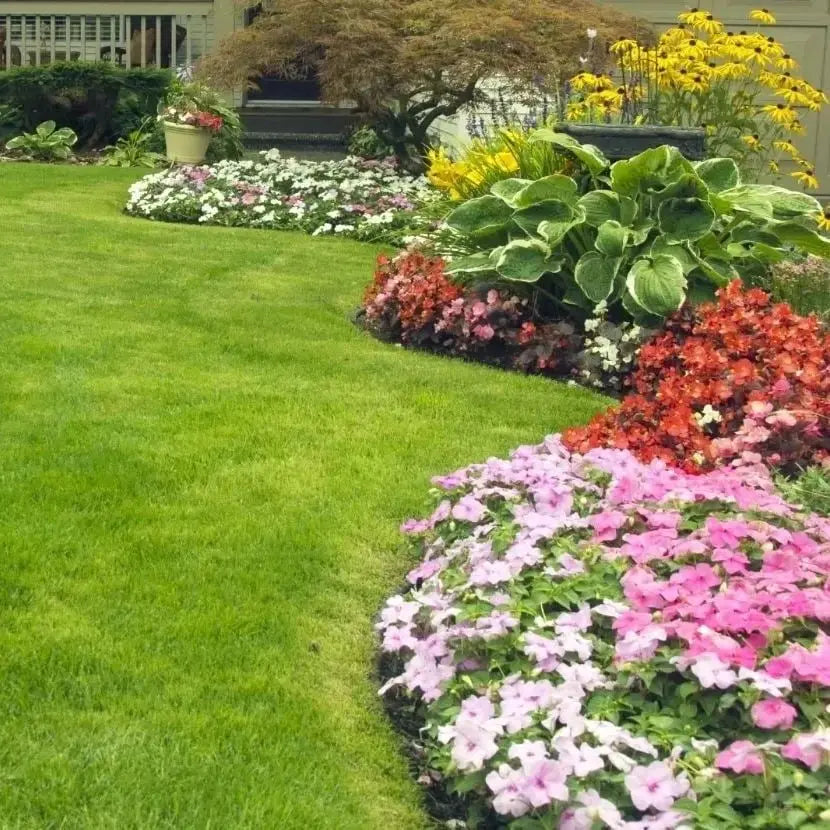 Rynx | Evergreen Grass Seeds – Lusher, greener lawn made easy!