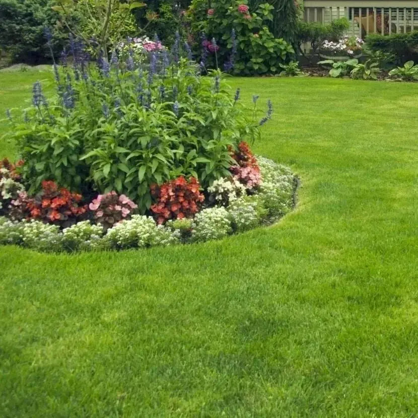 Rynx | Evergreen Grass Seeds – Lusher, greener lawn made easy!