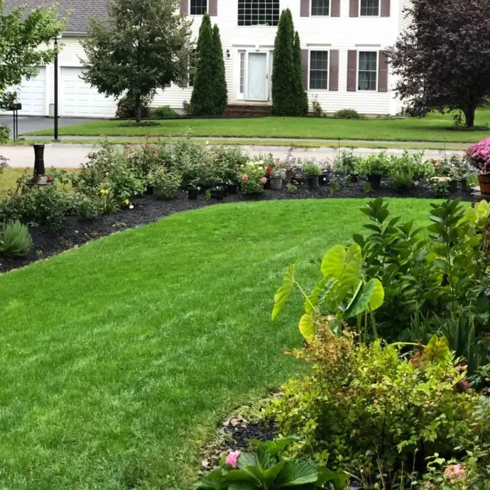 Rynx | Evergreen Grass Seeds – Lusher, greener lawn made easy!