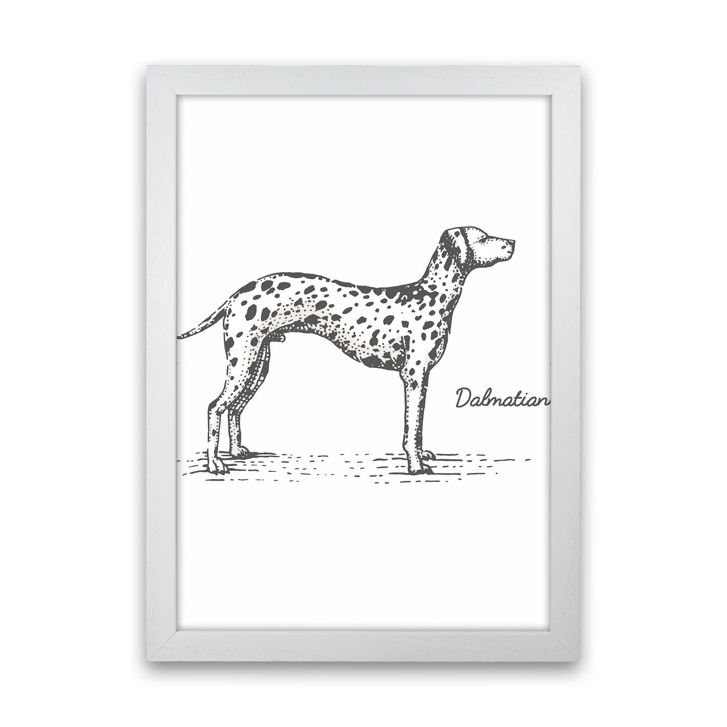 Rynx | Dalmatian Art Print by Jason Stanley