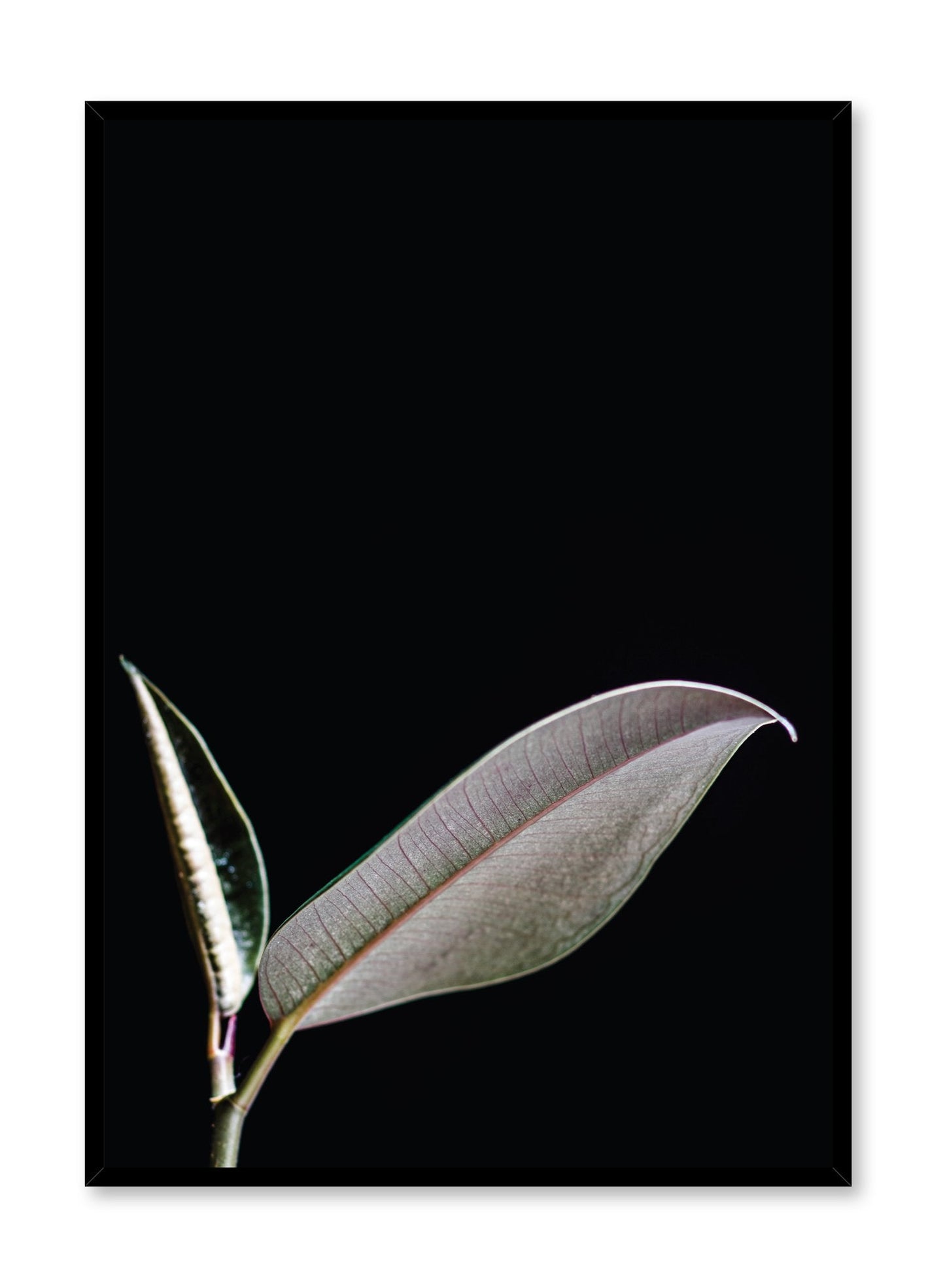 Rynx | Leaf, Poster
