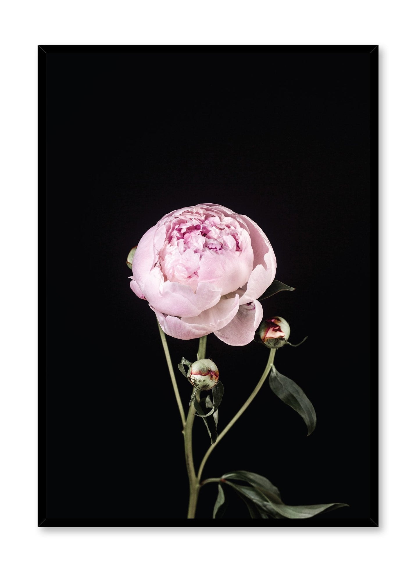 Rynx | Perfection, Poster