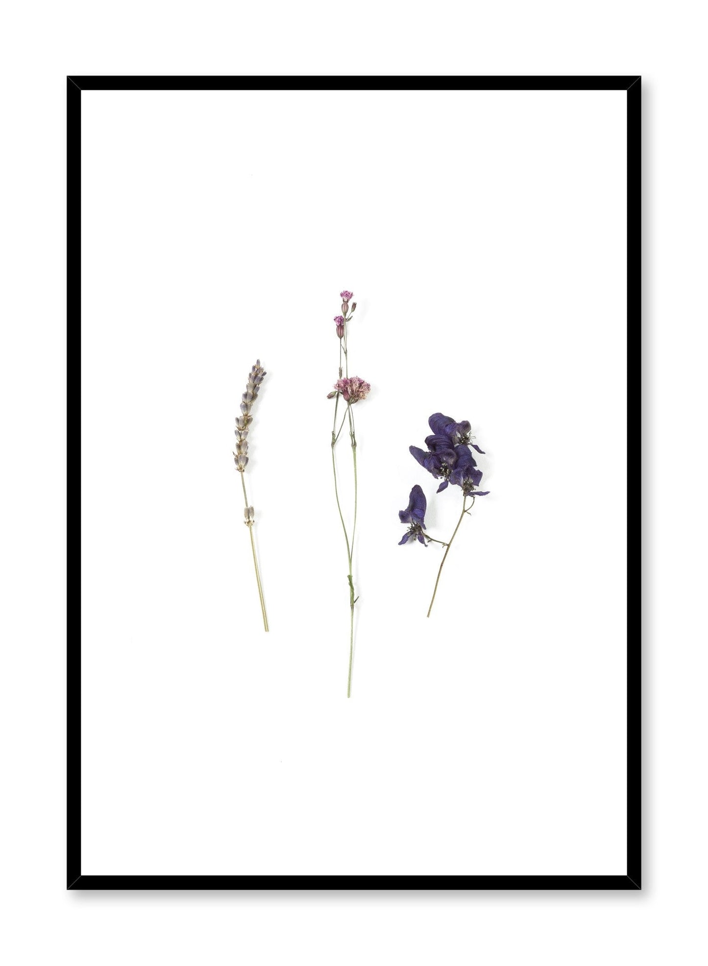 Rynx | Mauve dried flowers, poster