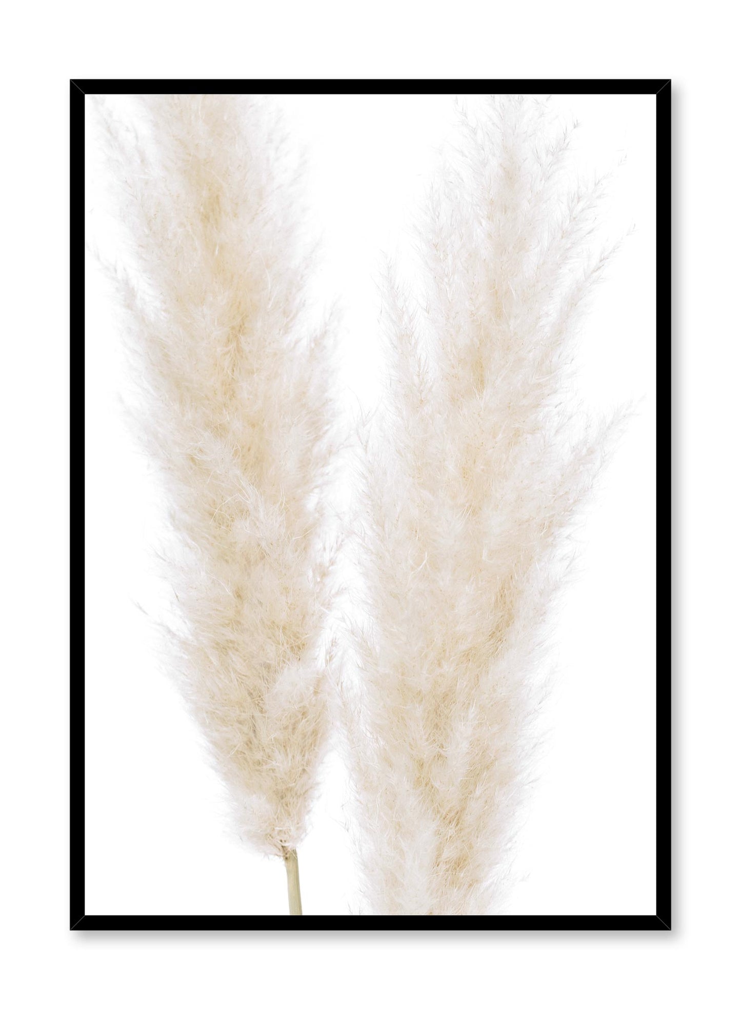 Rynx | Ornamental grasses, Poster