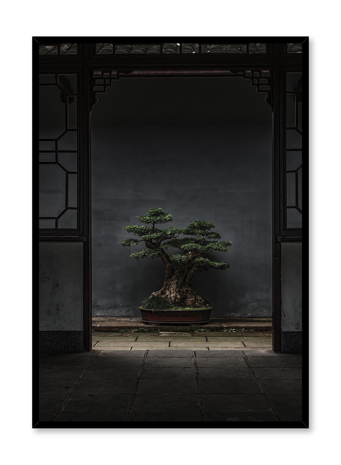 Rynx | Bonsai Illumination, Poster