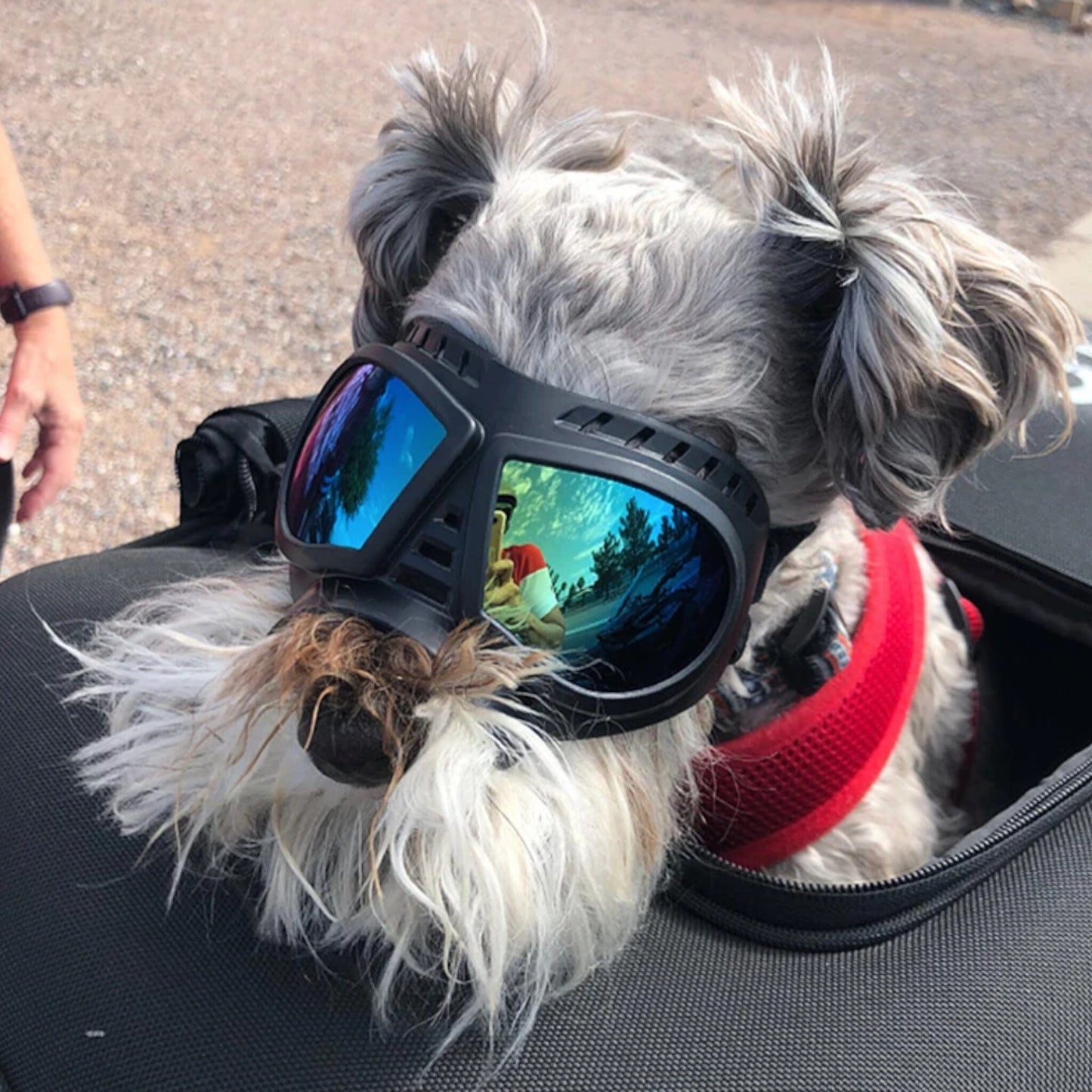 Rynx | Screen Dog Goggles