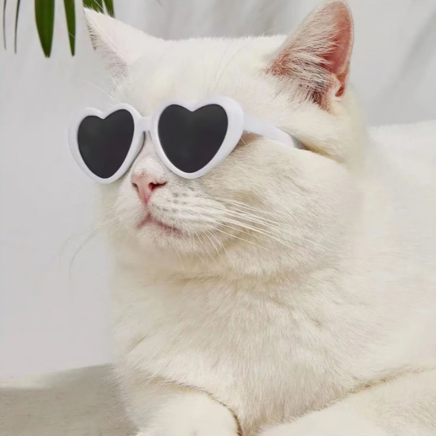 Rynx | sunglasses