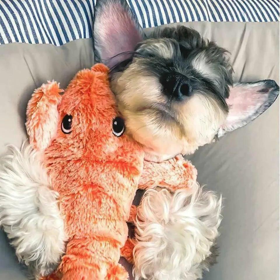 Rynx | interactive lobster shape for dogs
