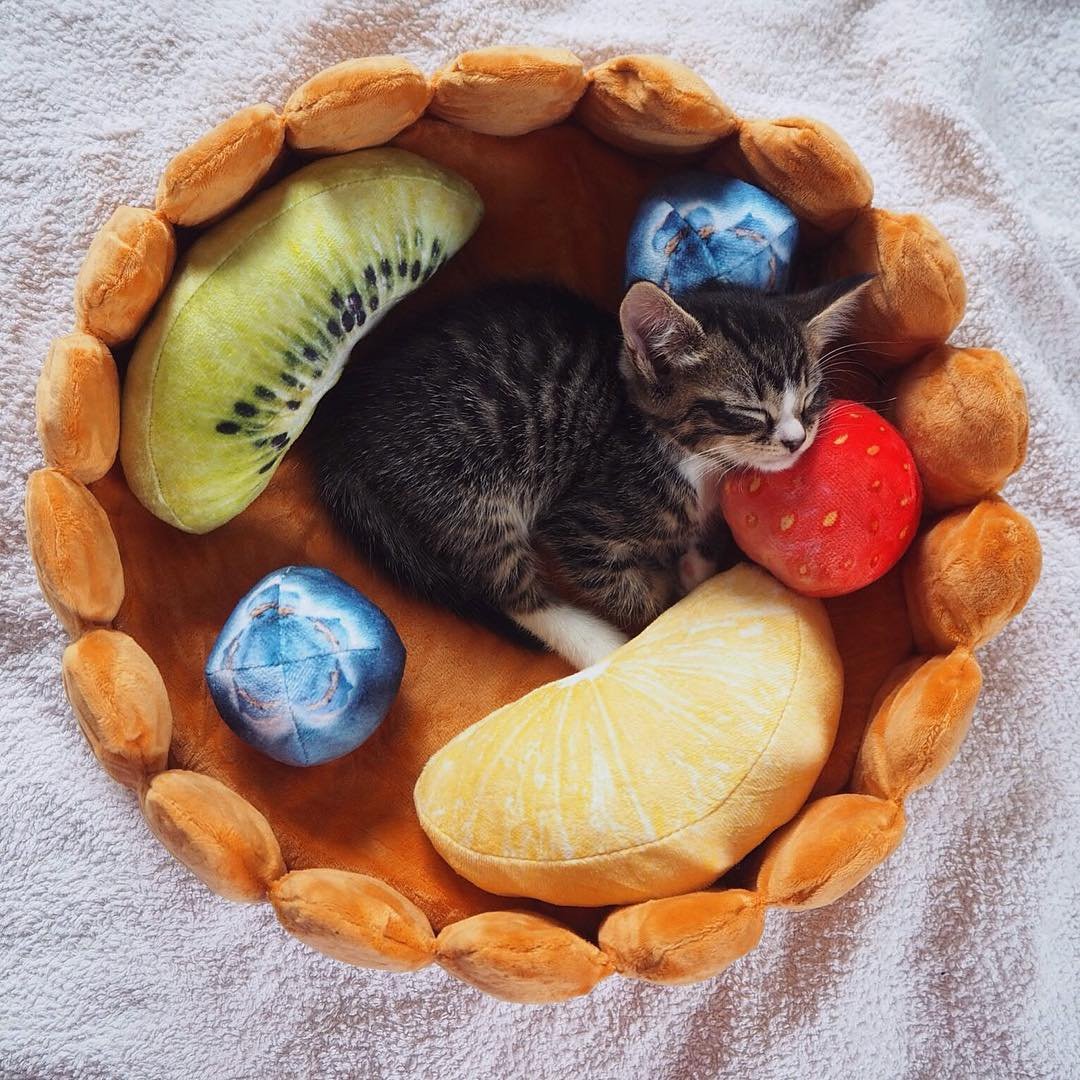 Rynx | Fruit tart Cat bed
