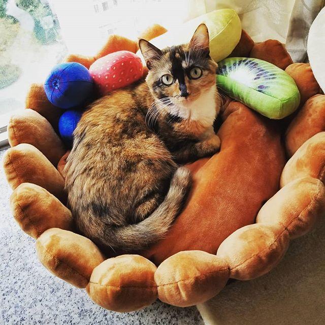 Rynx | Fruit tart Cat bed