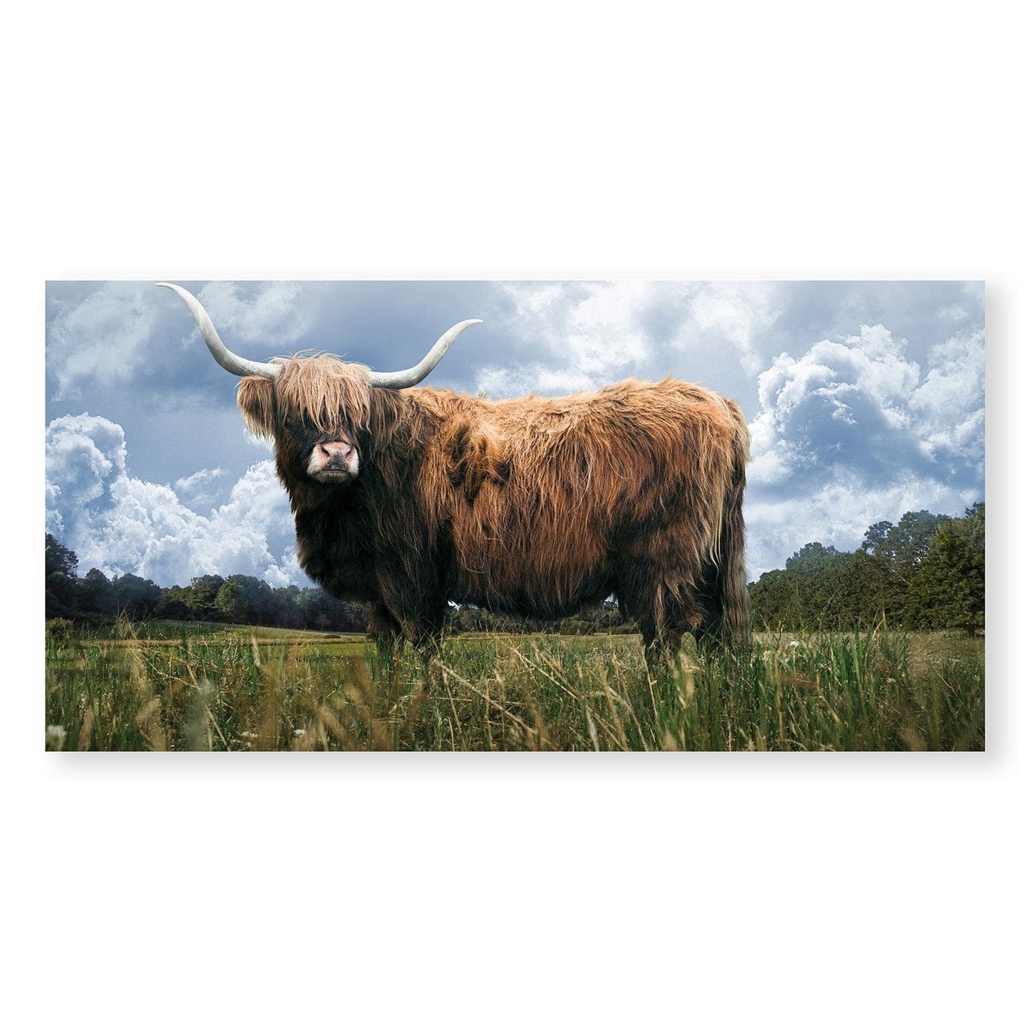 Rynx | Highland Field Canvas