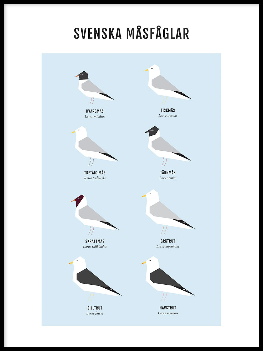 Rynx | Seagulls