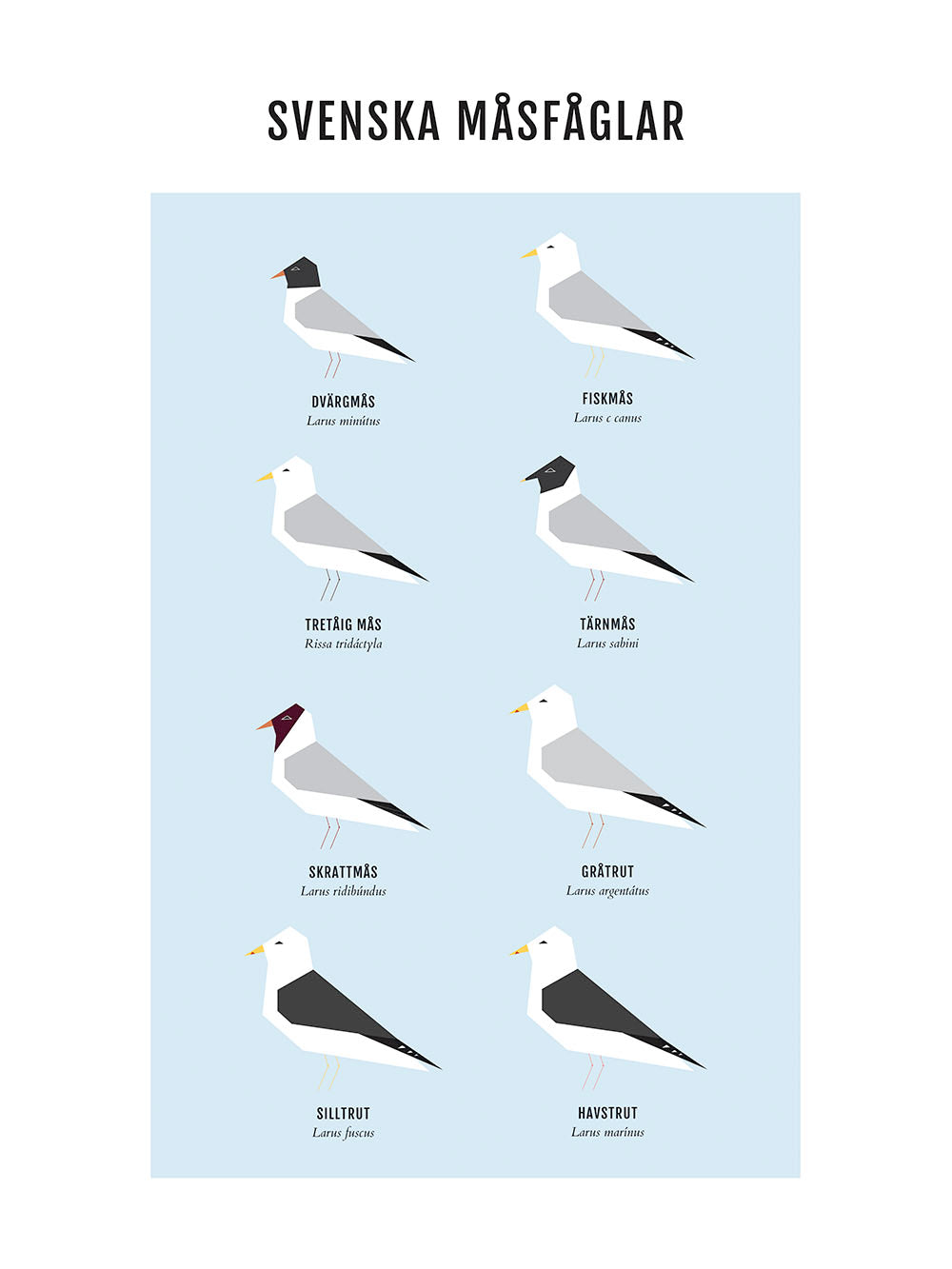 Rynx | Seagulls