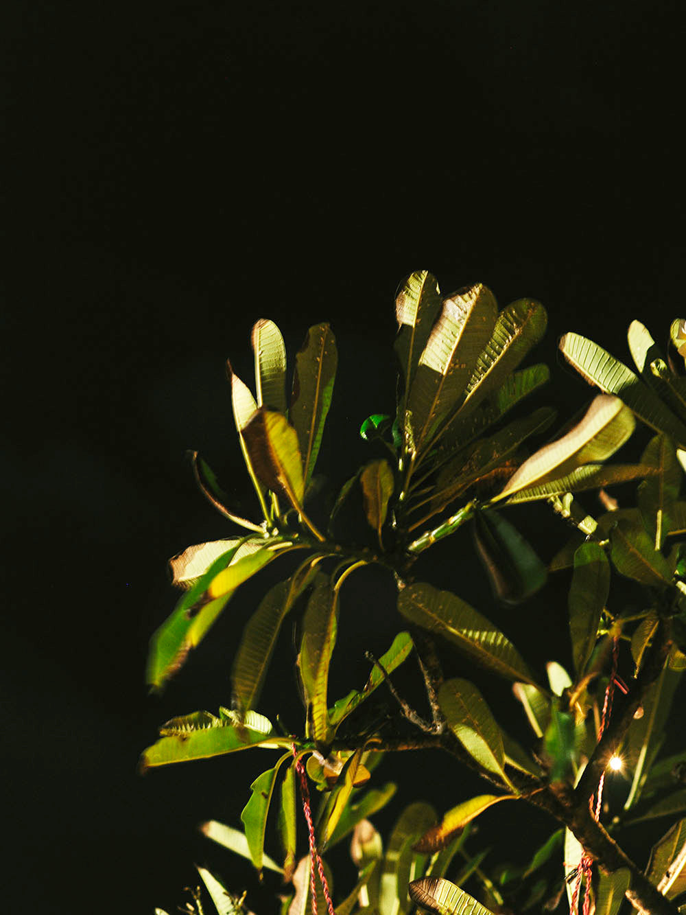 Rynx | Morning Sun