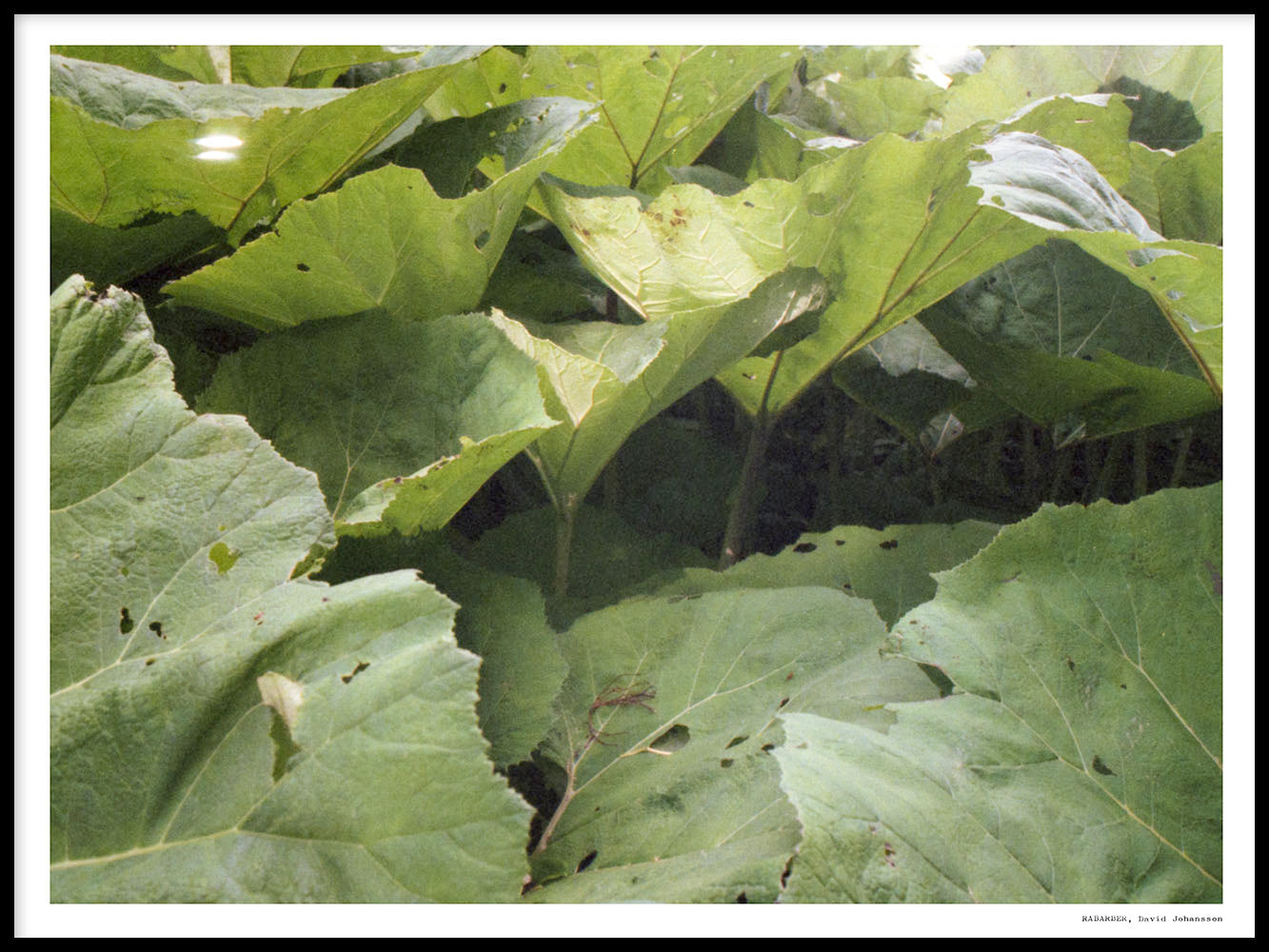 Rynx | Rhubarb
