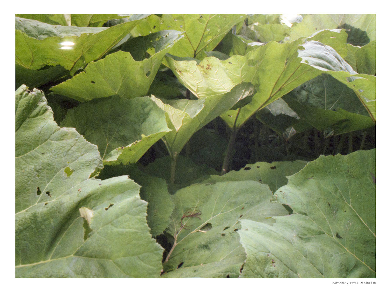 Rynx | Rhubarb