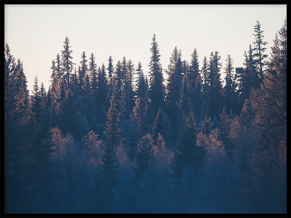 Rynx | Curtain