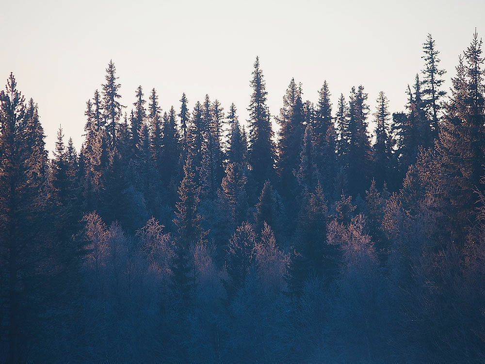 Rynx | Curtain