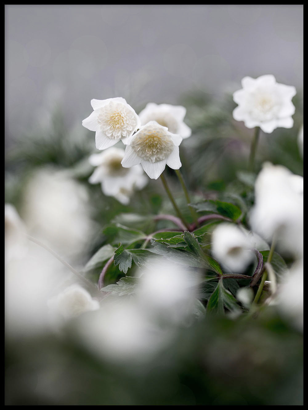 Rynx | Wooden anemone