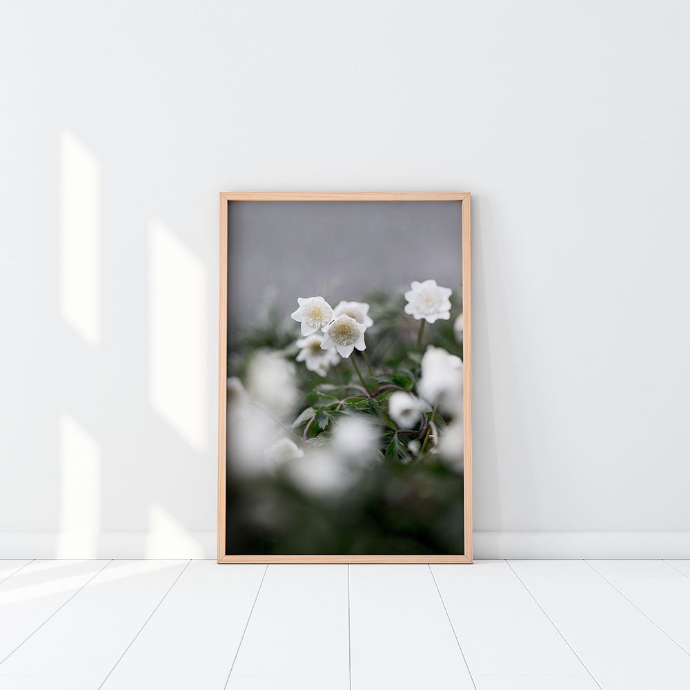 Rynx | Wooden anemone